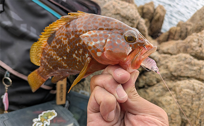 「エギングの合間に楽しもう！」エギングタックル流用のライトロックゲームでアコウ連発