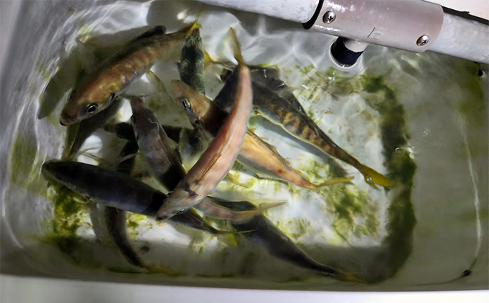 ボートアジングで27cm頭に良型アジ入れ食い！【北九州】軽量ジグヘッドと小型ワームが的中