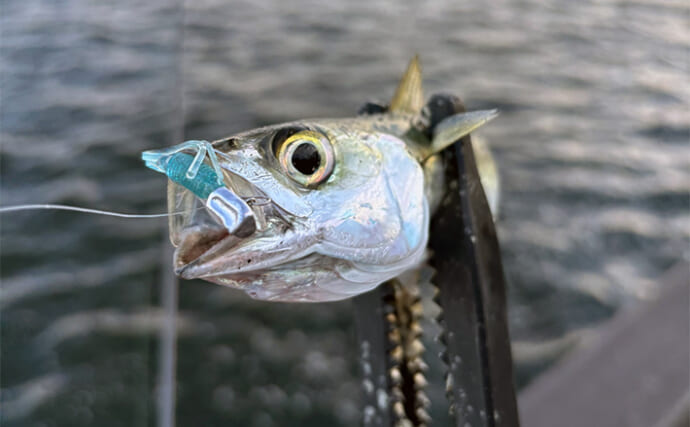 アジングタックルでサバゲーム満喫【大阪南港】アシストフック着用ジグ単リグで挑戦