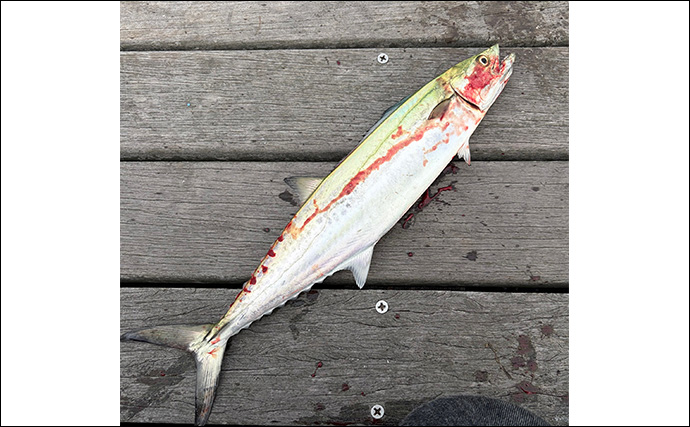 大阪湾奥LSJ釣行で45cm級サゴシ3本手中【泉大津】TGジグのストップ＆ゴーで連発