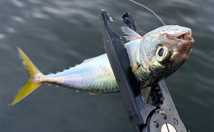 「釣ったサバを釣りエサにしよう！」加工方法から保存の仕方までを解説