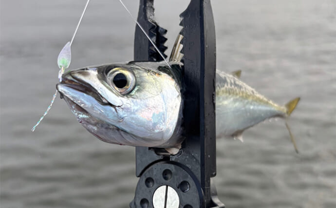 「ここが残念！100均ジグサビキ」 スナップの強度とティンセルの劣化にご注意を