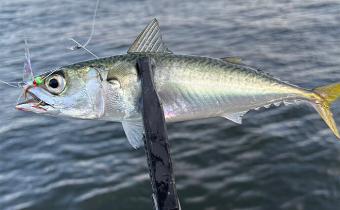 「楽しいけど飽きる？」シーサイドコスモでのLSJ（ライトショアジギング）でサバ三昧【大阪】