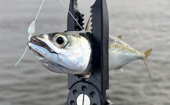 『シーサイドコスモ』のライトルアー釣行でサバ連打！【大阪】ジグサビキとワームにヒット