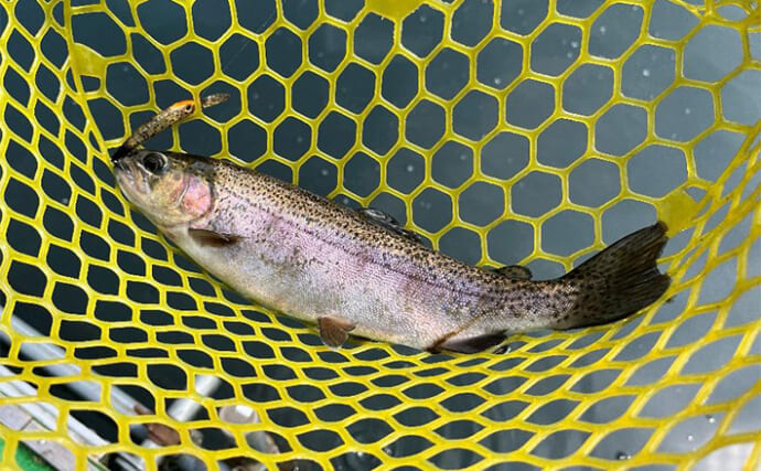 「ニジマス親子丼を堪能！」エリアトラウト釣行でニジマス42匹手中【滋賀・醒井養鱒場】