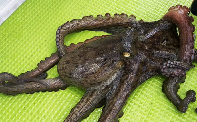 東京湾で船中マダコ100杯超え！【横内丸】金沢八景沖をエギタコ釣りで探る