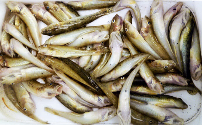 長洲港＆桂川河口のちょい投げ釣りでハゼ135尾達成【大分】夫婦で爽快な束釣りを満喫