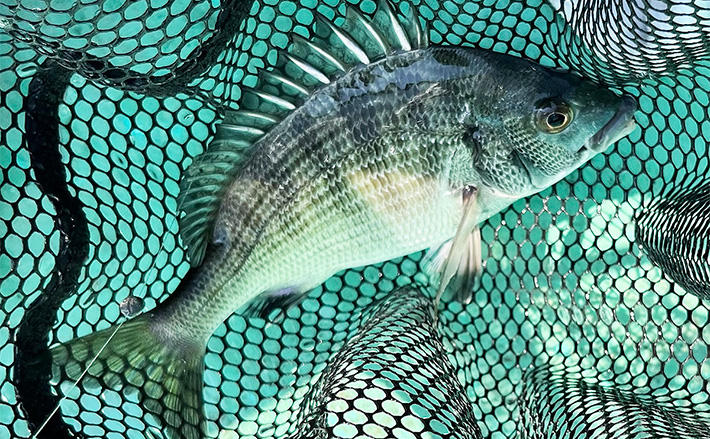 初秋のかかり釣りでクロダイ7尾キャッチ【三重・海香】サナギ