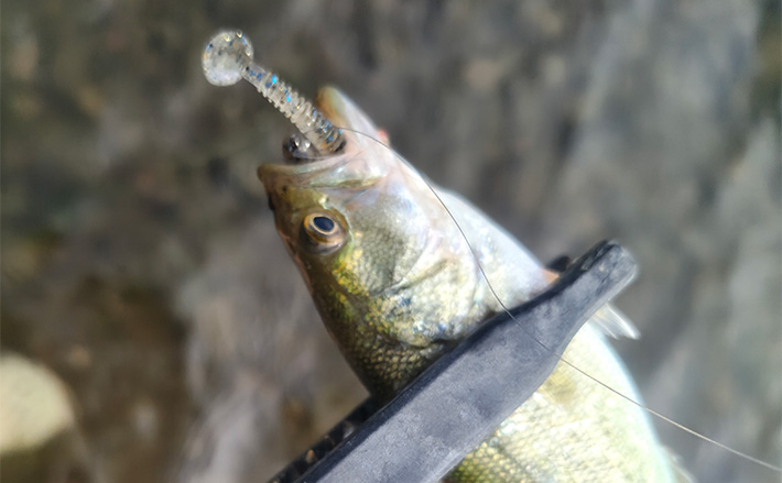 強風下でも琵琶バスが爆発！」湖東〜湖北エリアのバスフィッシングで数