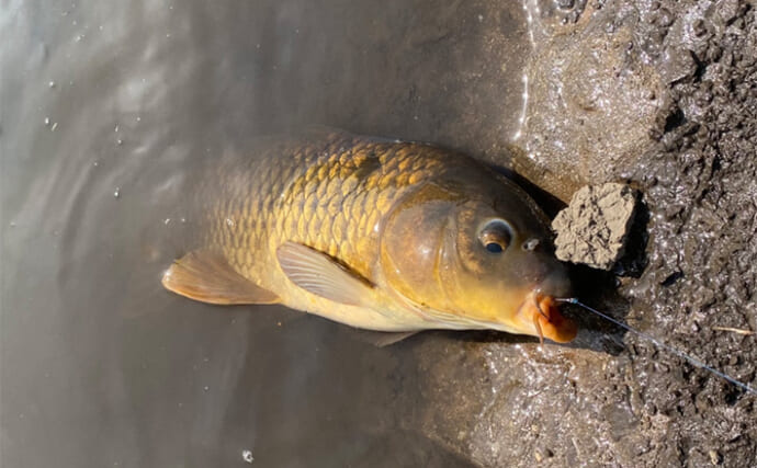 「高活性のシーズンのはずだけど・・」パンコイ釣行でまさかの苦戦【埼玉・綾瀬川】