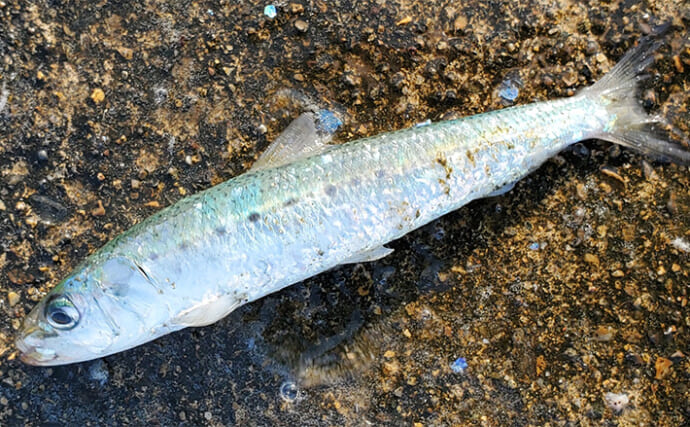 「イワシ回遊増えて大型魚が爆釣？」 新潟在住アングラーが感じるイワシ回遊の変化と釣りとの関係