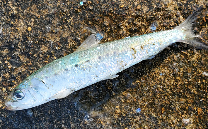 a11b4bb3ba448d1fa402ac3dc62cc9