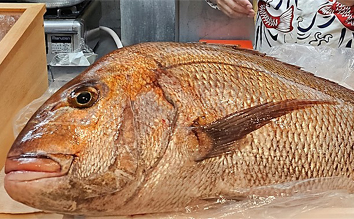 シロイカ釣りからドラマ展開！」泳がせ釣りへの転戦で80cmマダイ浮上