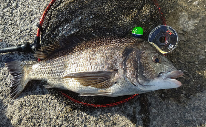 「自動で釣れちゃう針？」速攻全誘導釣法専用ウキ『プログレスチヌ』を紹介