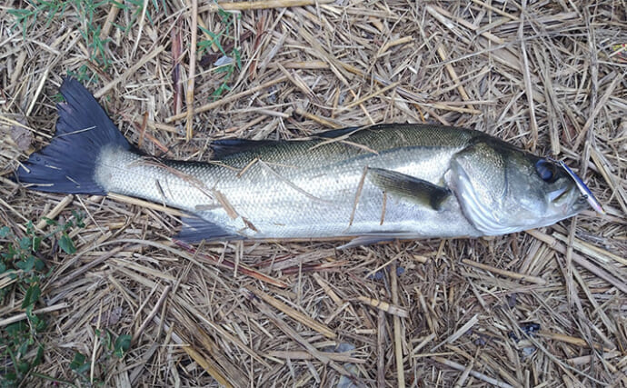 秋の小河川でシーバスの数釣りを満喫【千葉】超激浅ポイントにもシーバスはいる！