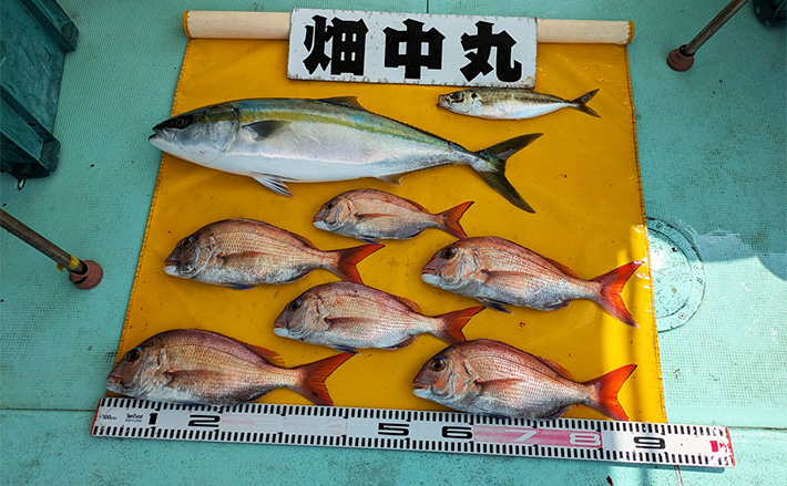 ビニール片でマダイにブリが釣れた！【和歌山・加太】伝統釣法「高