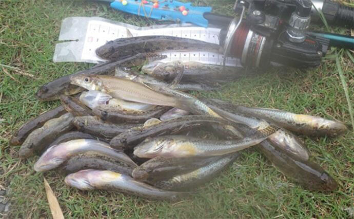 「猫のちょっかいに苦戦？」白狐川のハゼ釣りでマハゼ25匹手中【千葉】