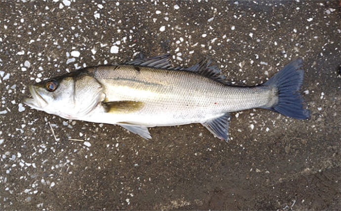 シーバスゲームのレベルアップ最重要テクニック【ドリフト】を理解しよう