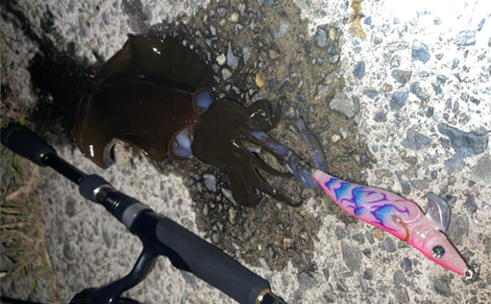 「意外な場所にチャンスあり！」陸っぱりエギング釣行で秋アオリイカと対面成功【島根】
