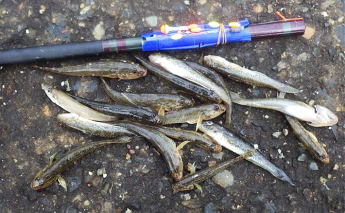 海老川河口のハゼ釣りでマハゼ16匹【千葉】釣れるポイントは限定的か？