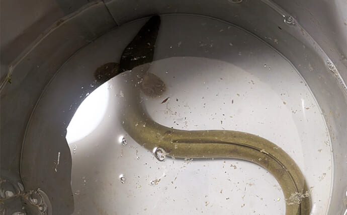 「太ウナギ＆年無しクロダイWヒット！」宮川の夜釣りで苦戦の末に良型登場【三重】