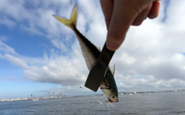 波止でのジグサビキ釣行でボウズ逃れのサバをキャッチ【大阪南港】雨後の水…