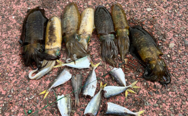 越前のヤエン釣りでアオリイカ当たりっぱなし！【福井】これぞ最盛期の釣り