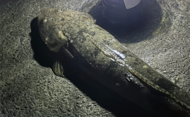 ダイソーの「クラブワーム」で良型マゴチをキャッチ【浜名湖】直リグに即ヒ…