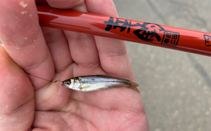 「淡水小物釣りハイシーズン到来！」身近な水路でフナやモロコの数釣りを満喫【埼玉】