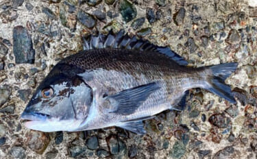 「キャッチ率70％越え？」クロダイを確実に釣りたいなら【カニジグヘッド…