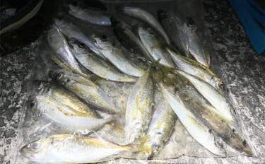 「常夜灯周りでアジがバッシャバシャ！」南大阪の波止アジングで豆アジ入れ…