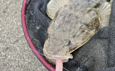 陸っぱりルアーマゴチゲームで本命連発！【木曽川河口】バス用ワームに好反…