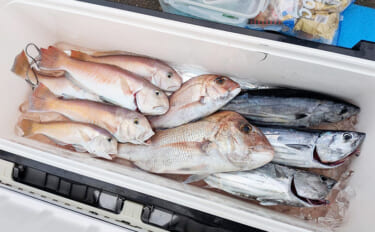 焼津沖シロアマダイで初心者含めて全員安打達成！【大丸】タイラバに好反応