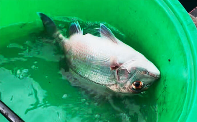 八角形の養殖筏で五目釣り【三重・南伊勢】サビキは入れ食い＆釣れすぎ注意報