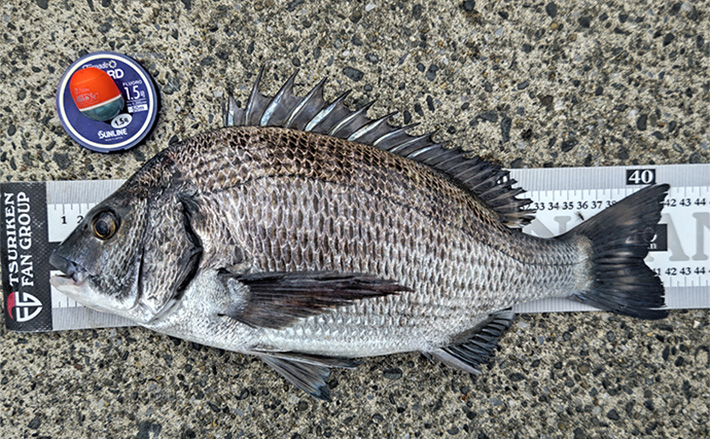 相浜港のフカセ釣りで42cmクロダイをキャッチ【千葉】練りエサ「エサ