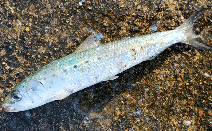 「イワシ回遊増えて大型魚が爆釣？」 新潟在住アングラーが感じるイワシ回遊の変化と釣りとの関係