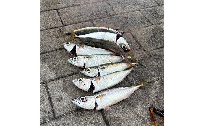 陸っぱりルアー釣りでサバを狙う「サバゲーム」攻略法　アシストフックでヒット率UP！