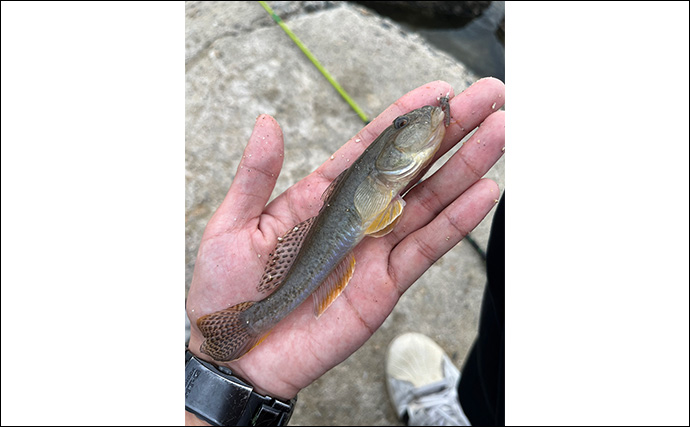 漁港でのちょい投げ釣りで18cm筆頭に良型ハゼが入れ食い！【大阪湾】天ぷらに刺身は絶品
