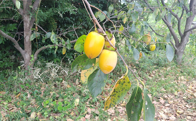 秋の小河川でシーバスの数釣りを満喫【千葉】超激浅ポイントにもシーバスはいる！