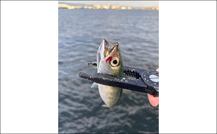 陸っぱりルアー釣りでサバを狙う「サバゲーム」攻略法　アシストフックでヒット率UP！