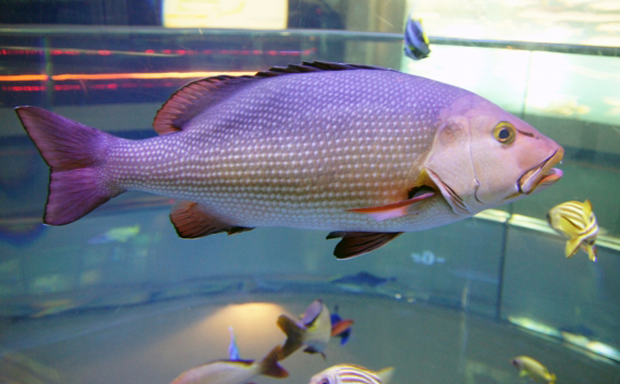 一体何種類あるの？ 「アコウ（赤魚）」と呼ばれる全国各地の魚たち