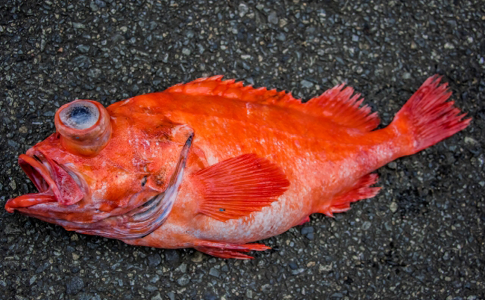 一体何種類あるの？ 「アコウ（赤魚）」と呼ばれる全国各地の魚たち