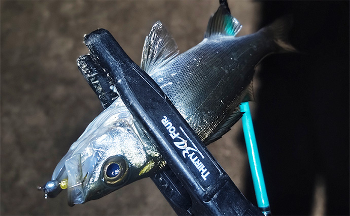 秋の欲張り二本立て釣行でアジにアオリイカを連打【三重】今後はサイズアップに期待