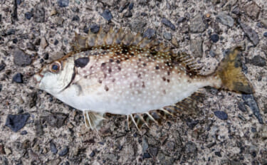 東京湾奥に毒魚「バリ（アイゴ）」が侵攻中！ 臭い皮を美味しく食べる調理…