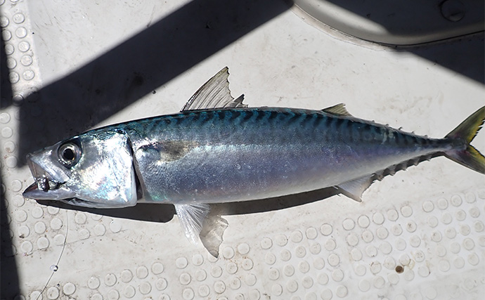 「想像以上の性能に感激！」人気の自動航行システム『ミンコタ』をボート釣りに導入してみた