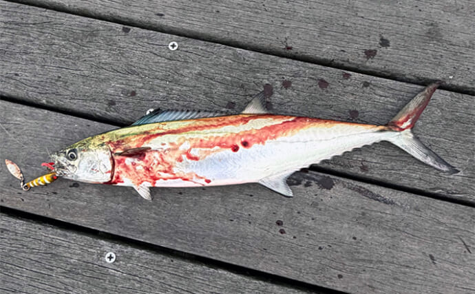 大阪湾奥LSJ釣行で45cm級サゴシ3本手中【泉大津】TGジグのストップ＆ゴーで連発