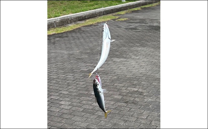 ショアジギにおける100均メタルジグの使い方と使い所　「安いから釣れない」は間違い！