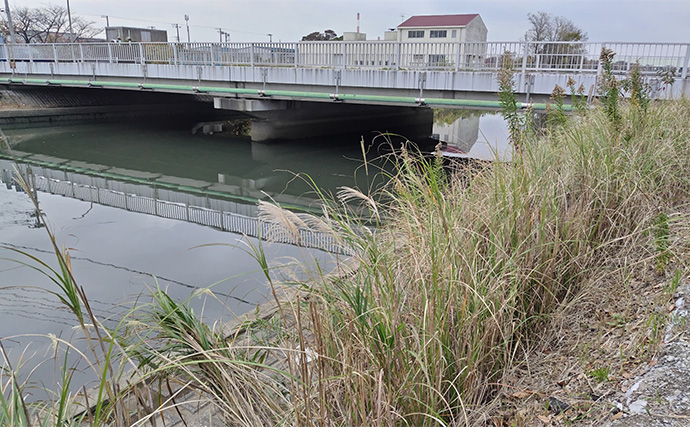 秋の小河川でシーバスの数釣りを満喫【千葉】超激浅ポイントにもシーバスはいる！