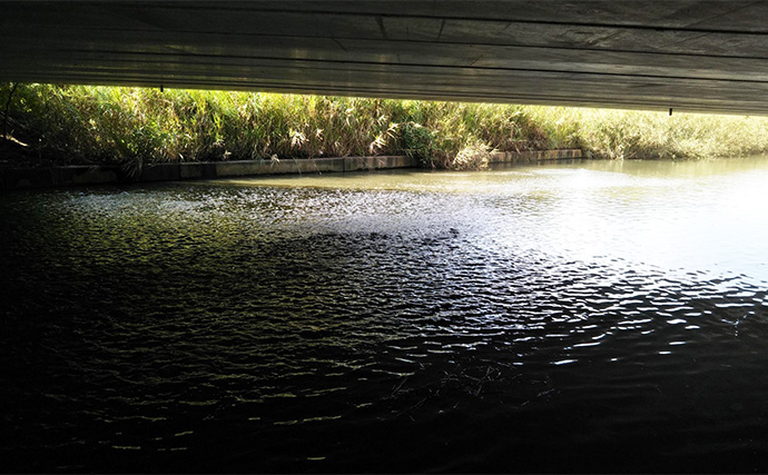 秋の小河川でシーバスの数釣りを満喫【千葉】超激浅ポイントにもシーバスはいる！