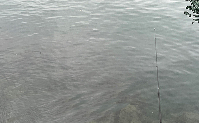 「魚が見えるから昼でも釣れる！」偏光サングラス『Gillsee』で難しいデイアジングを攻略【兵庫・淡路島】